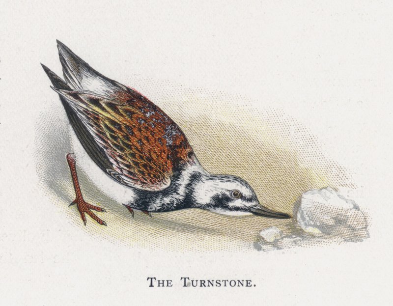 Turnstone av Alexander Francis Lydon