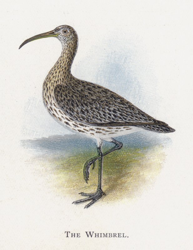 Whimbrel av Alexander Francis Lydon