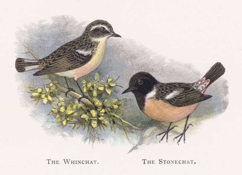 The Whinchat, The Stonechat av Alexander Francis Lydon