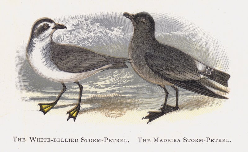 Hvitbuket stormsvale, Madeira stormsvalen av Alexander Francis Lydon