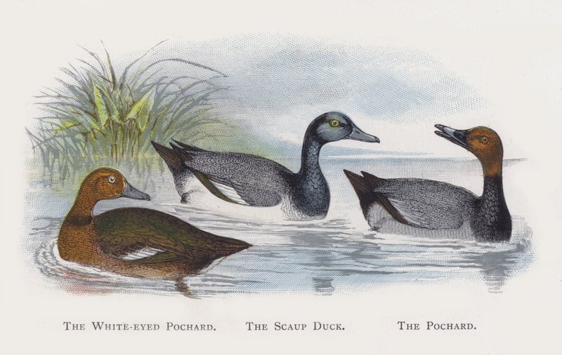 The White-eyed Pochard, The Scaup Duck, The Pochard av Alexander Francis Lydon