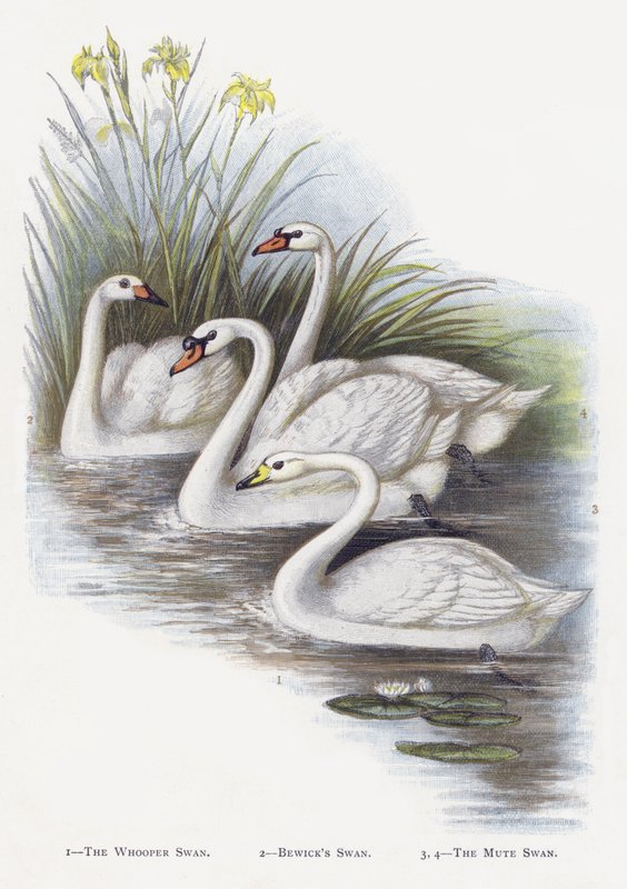 Sangsvanen, Bewicksvanen, Knopsvanen av Alexander Francis Lydon