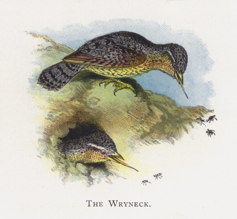 Wryneck av Alexander Francis Lydon