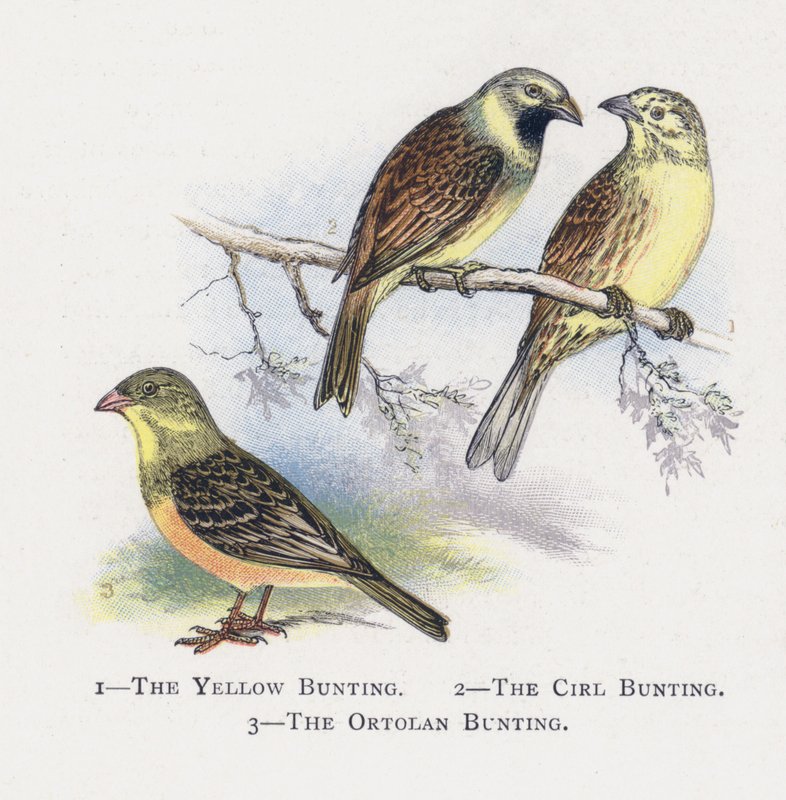 Gulspurven, Sirkelspurven, Ortolanspurven av Alexander Francis Lydon