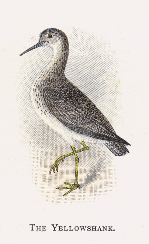 Yellowshank av Alexander Francis Lydon
