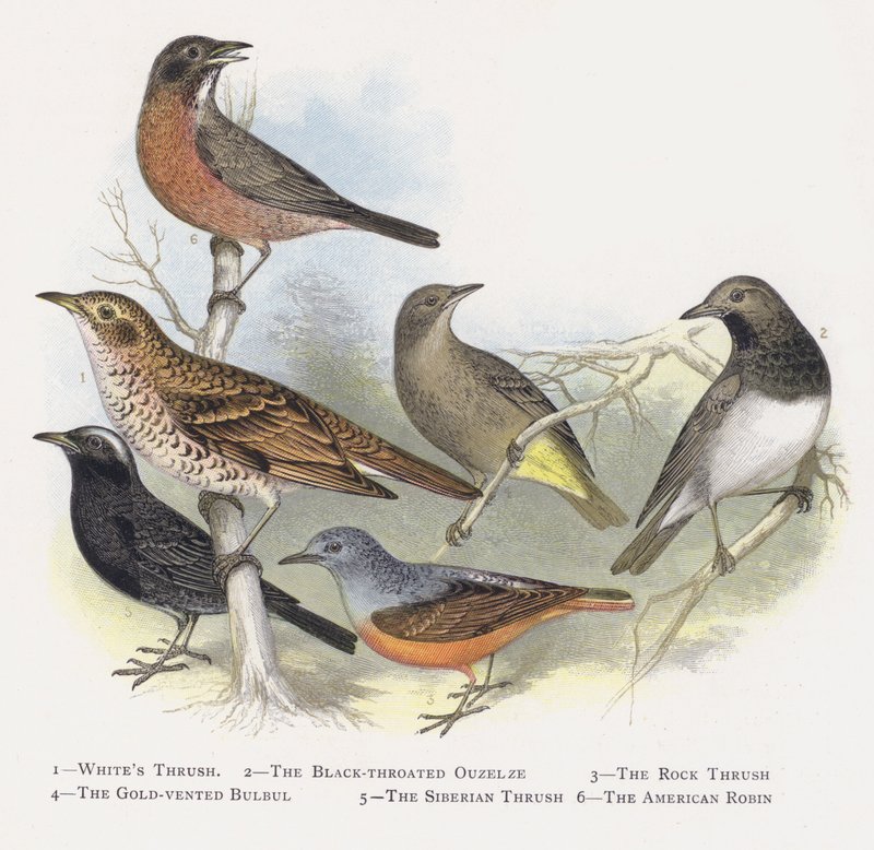 Hvittrost, Svarttrost, Steintrosten, Gullluftet Bulbul, Sibirtrosten, Amerikaneren Robin av Alexander Francis Lydon