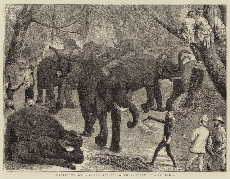 Å fange ville elefanter i Sørøstlige Mysore, India av Alfred Chantrey Corbould