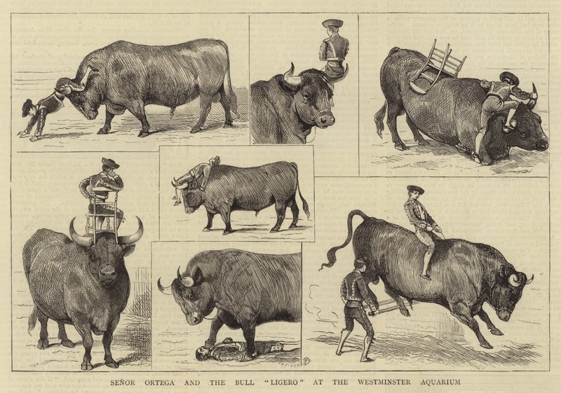 Senor Ortega og Bull Ligero ved Westminster Aquarium av Alfred Chantrey Corbould