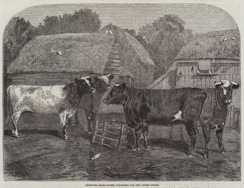Forbedrede Short-Horns, kjøpt for USA av Alfred Courbould