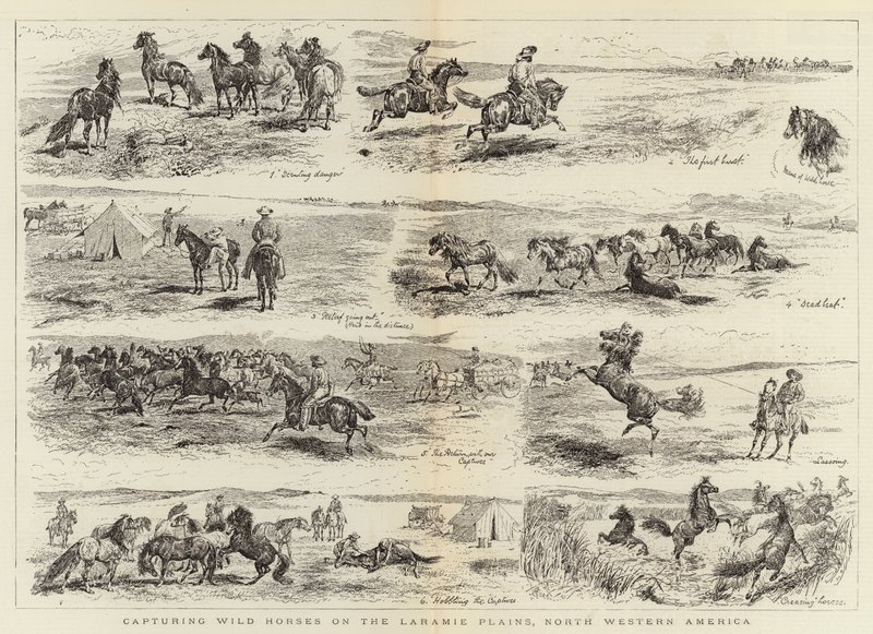 Fangst ville hester på Laramie-slettene, Nordvest-Amerika av Alfred Chantrey Corbould