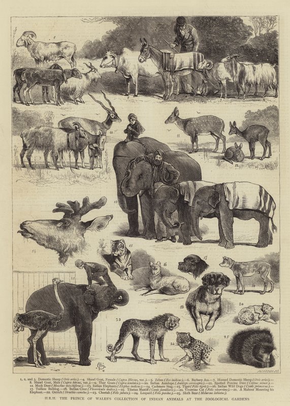 HKH Prinsen av Wales' samling av indiske dyr i Zoological Gardens av Alfred Chantrey Corbould