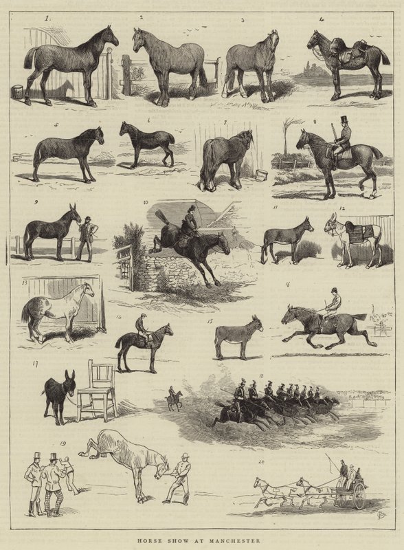 Horse Show i Manchester av Alfred Chantrey Corbould