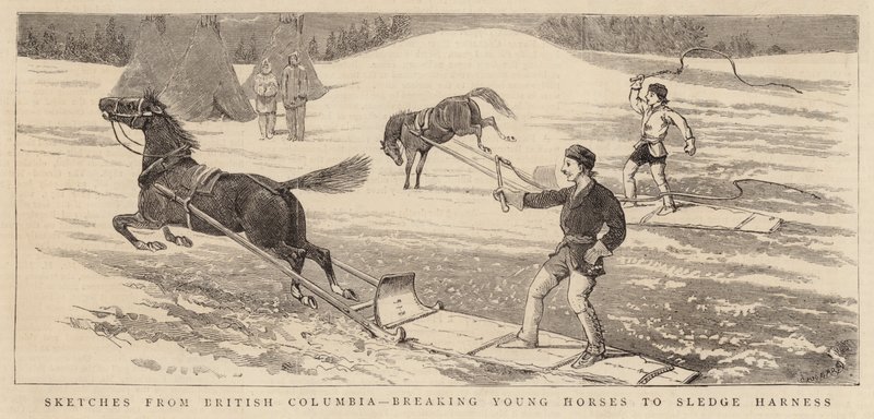 Skisser fra British Columbia, bryter unghester til sledesele av Alfred Chantrey Corbould