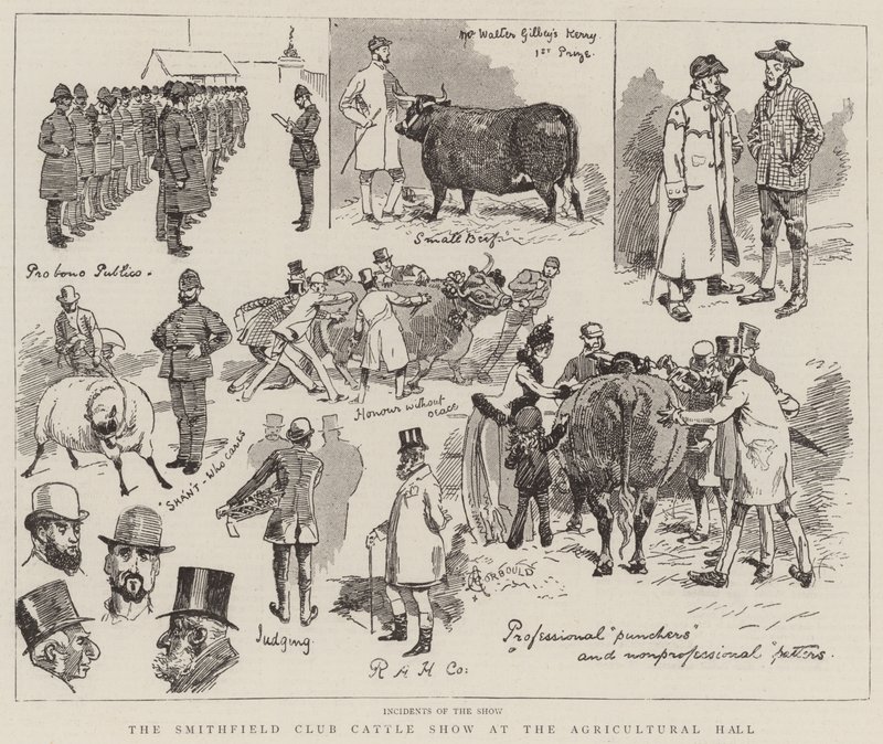 Smithfield Club Cattle Show i Agricultural Hall av Alfred Chantrey Corbould