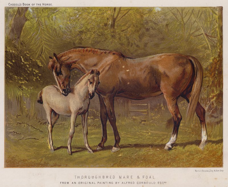 Fullblods hoppe og føll (farge litho) av Alfred Chantrey Corbould