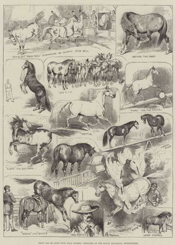 Hva kan gjøres med Wild Horses, Sketches at the Royal Aquarium, Westminster av Alfred Courbould