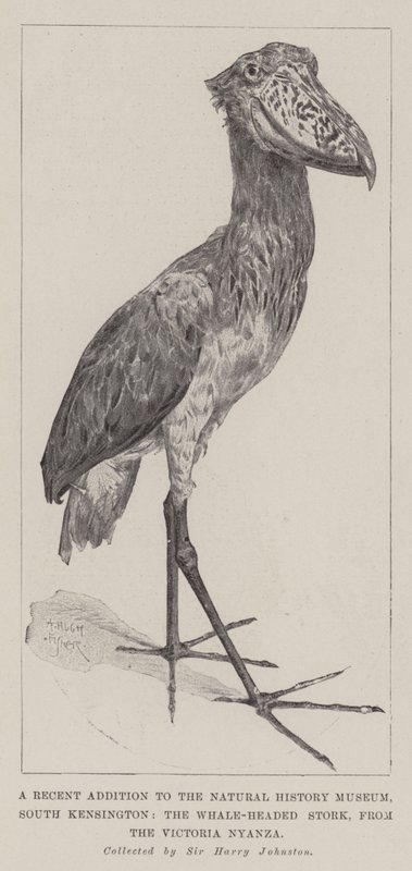 Et nylig tillegg til Natural History Museum, South Kensington, Whale-Headed Stork, fra Victoria Nyanza av Alfred Hugh Fisher