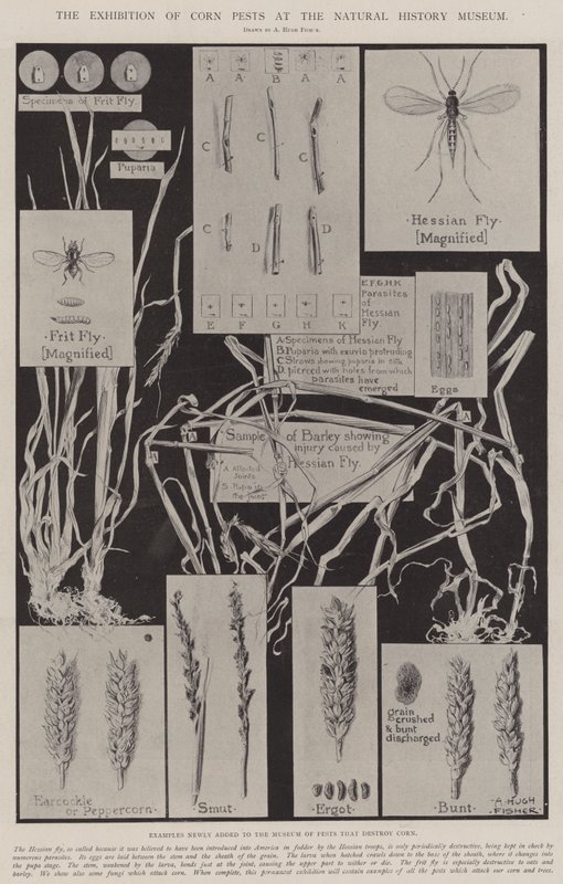 Utstillingen av kornskadedyr på Naturhistorisk museum av Alfred Hugh Fisher