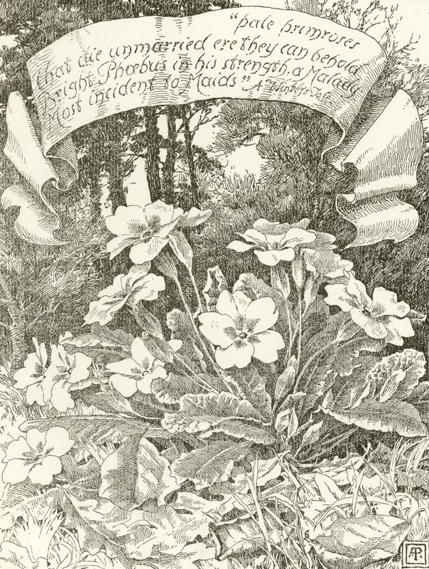 Bleke Primroser (gravyr) av Alfred Parsons