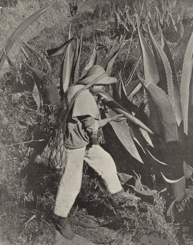 En meksikansk Pulque-samler (s/hvitt-bilde) av American Photographer (after)