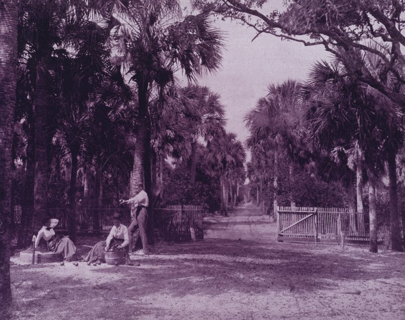 En Palmetto Glade nær Palatka, Florida (s/hvitt bilde) av American Photographer (after)