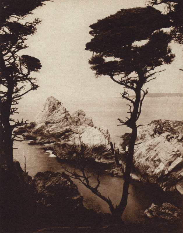California: Monterey Cypress (s/hvitt bilde) av American Photographer (after)