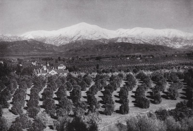 California: Redlands, fra Smiley Heights, solskinn, appelsinlunder og snødekte topper (s/h-bilde) av American Photographer (after)