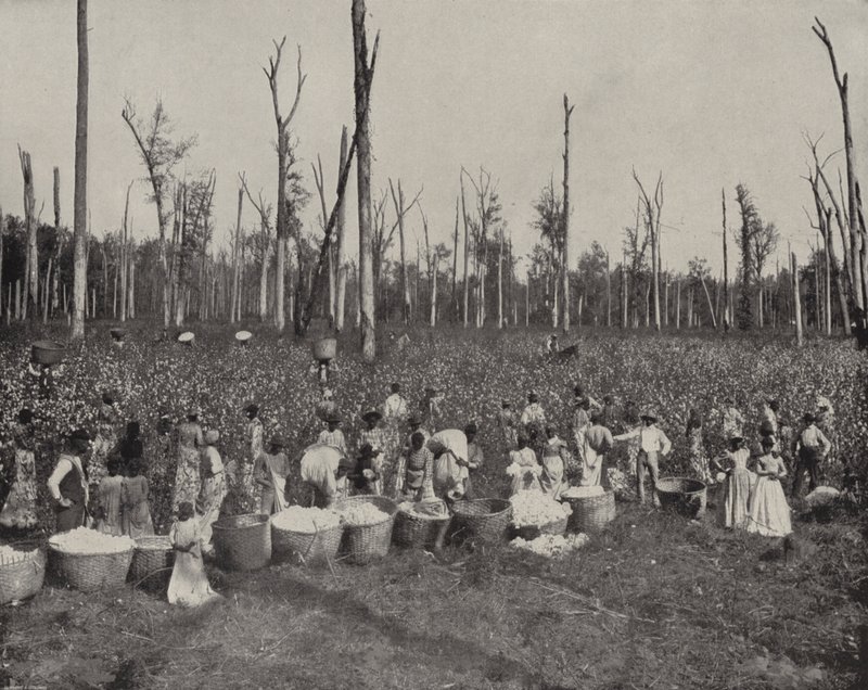 Bomullsplukking i Mississippi (s/hvitt bilde) av American Photographer (after)