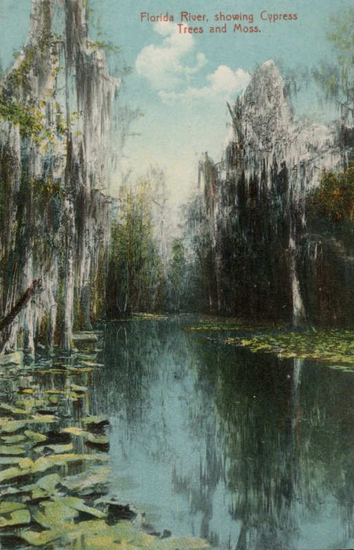 Florida River, som viser Cypress Trees and Moss (bilde) av American Photographer (after)