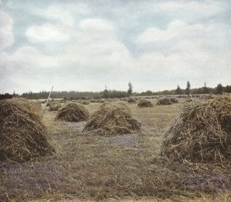 Oregon: Alfalfa (bilde) av American Photographer (after)