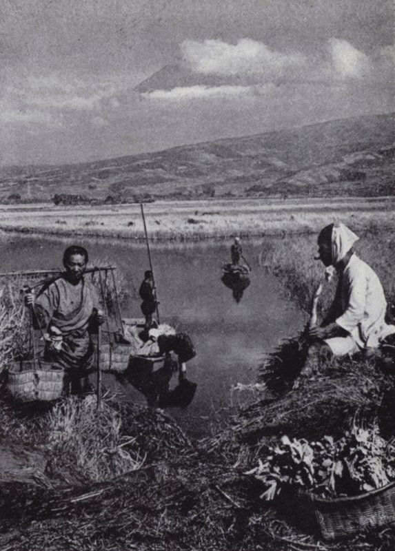 Bønder samler siv i det store grønnsaksdistriktet Suzukawa (s/hvitt-bilde) av American Photographer (after)