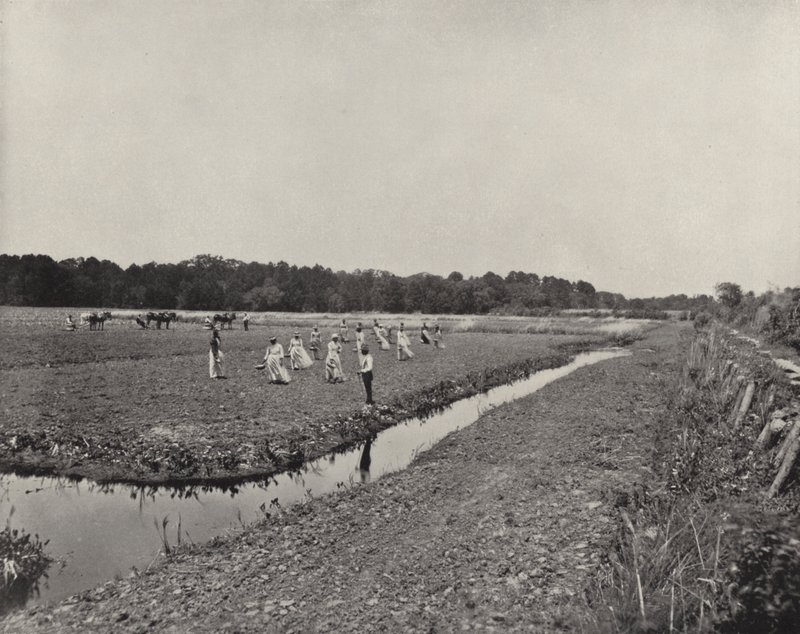 Plante ris i North Carolina (s/hvitt bilde) av American Photographer (after)