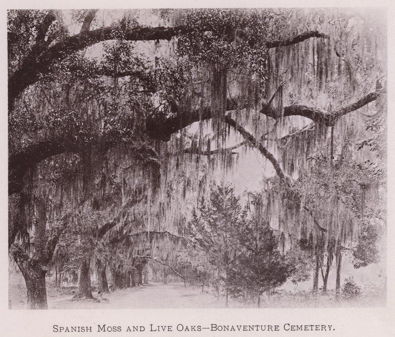 Spanish Moss and Live Oaks, Bonaventure Cemetery (s/hvitt-bilde) av American Photographer (after)