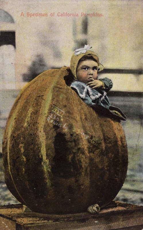 Et eksemplar av California-gresskar (tonet bilde) av American Photographer