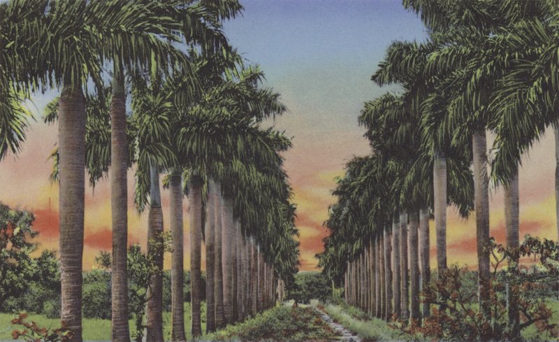 Calle de Palmas, Royal Palms Avenue (farget bilde) av American Photographer