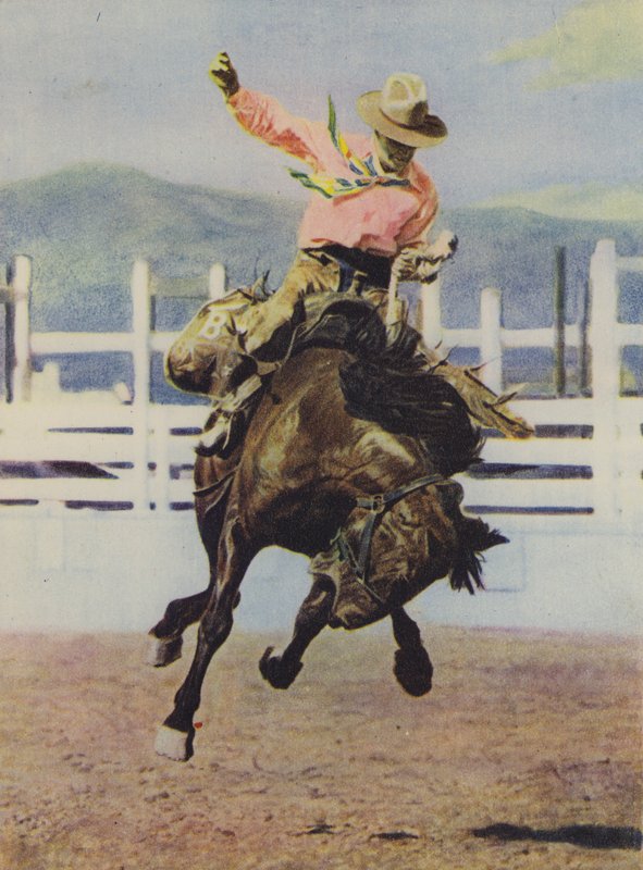 Cowboy bryter inn en hest av American Photographer