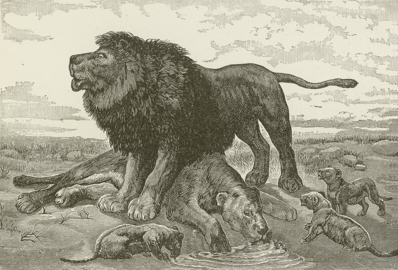 A Dirge in the African Desert, fra et maleri av J N Nettleship av American School