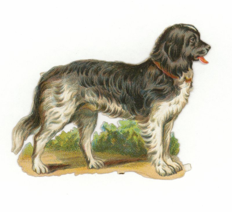 Svart og hvit hund av American School