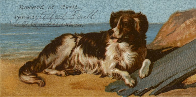 Border Collie-hund på stranden av American School