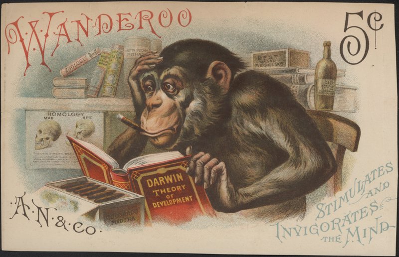 Charles Darwin, utviklingsteori (dvs. evolusjon) av American School