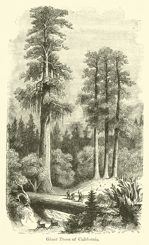 Giant Trees of California av American School