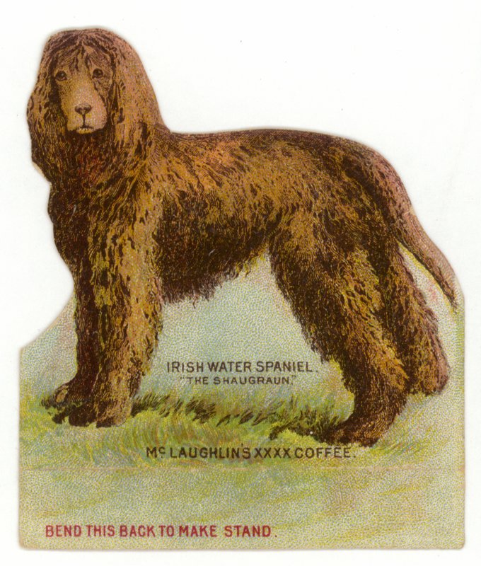 Irsk vannspaniel av American School