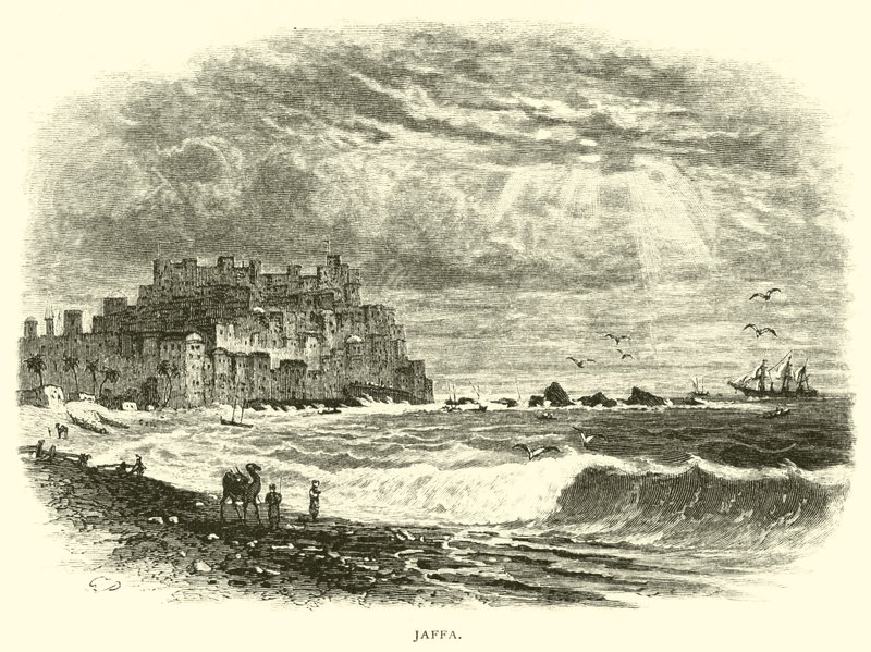 Jaffa av American School