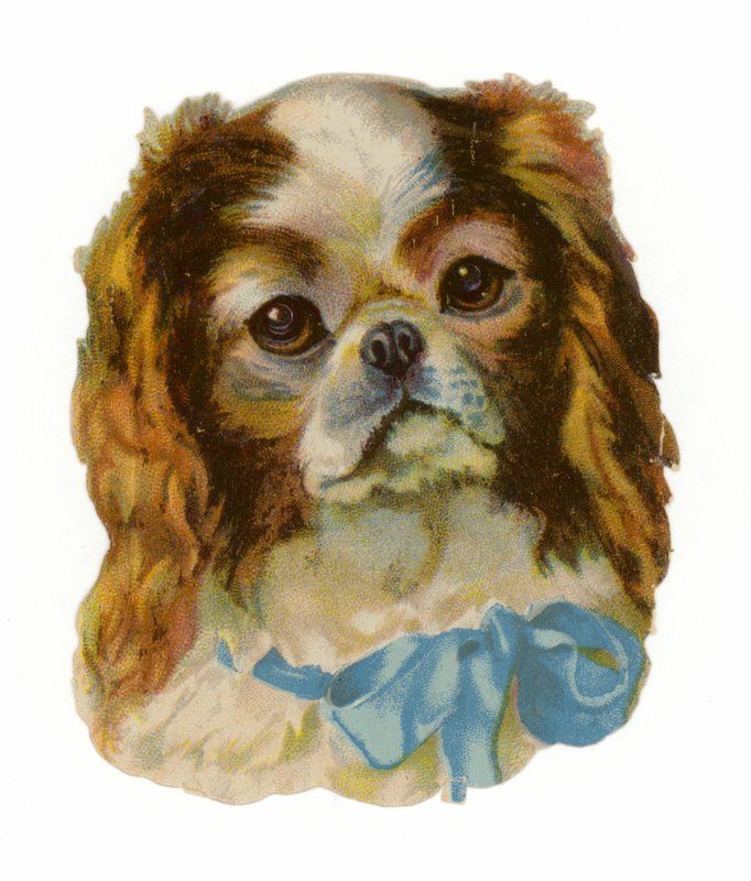 King Charles Cavalier Spaniel av American School
