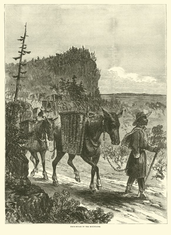 Pakkemuldyr i fjellet, februar 1863 av American School