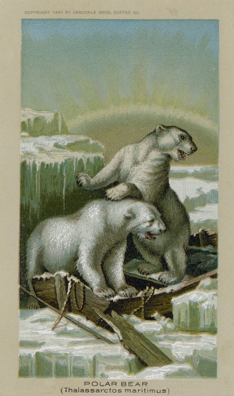 Isbjørn, Thalassarctos maritimus (chromolith) av American School