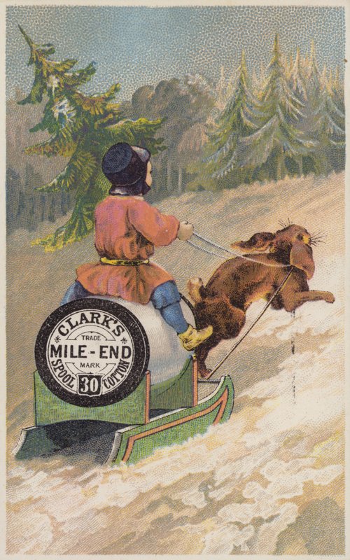 Kanin som trekker slede i snø av American School