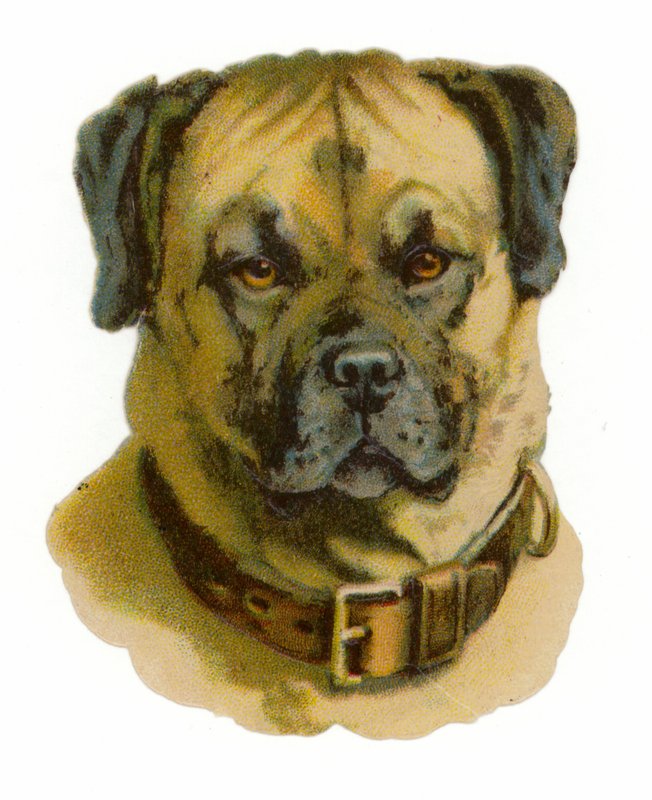 Rottweiler hundehode av American School