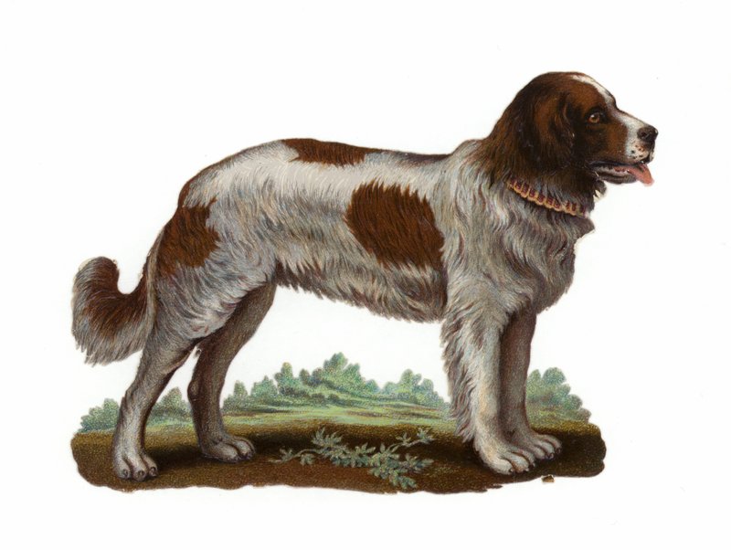 St Bernard hund av American School