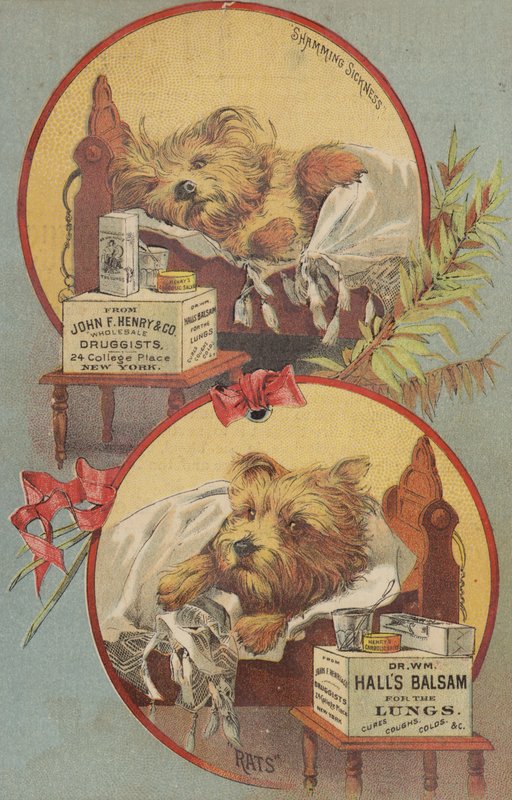 Terrierhund i seng av American School